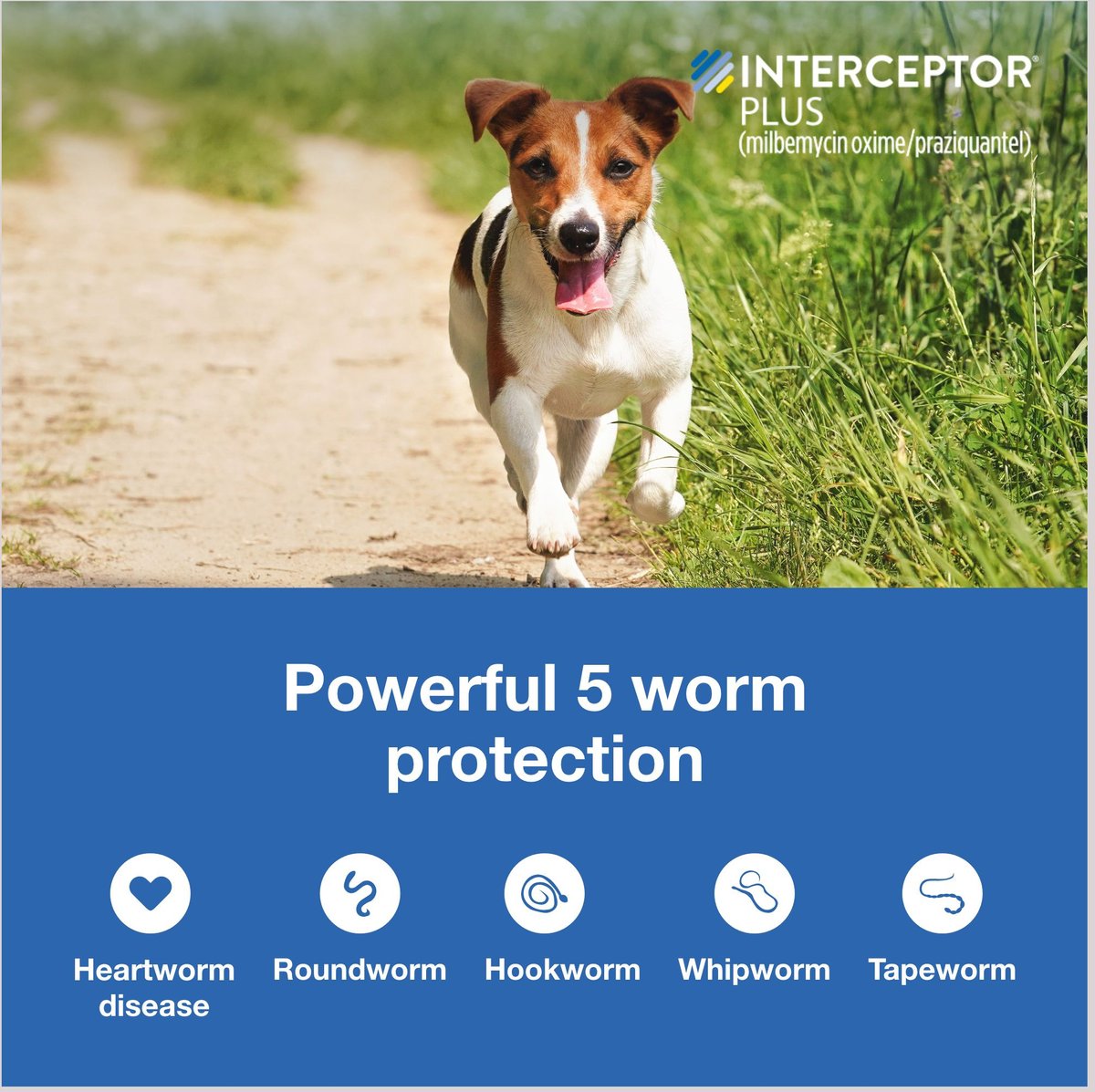 Interceptor Plus Chewable Tablets for Dogs, 8.1-25 lbs - 172pets.com
