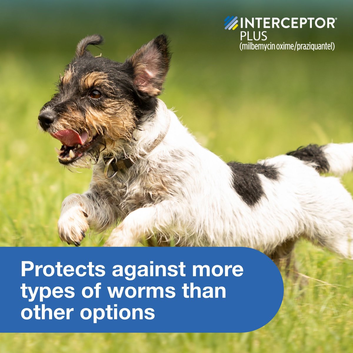 Interceptor Plus Chewable Tablets for Dogs, 8.1-25 lbs - 172pets.com