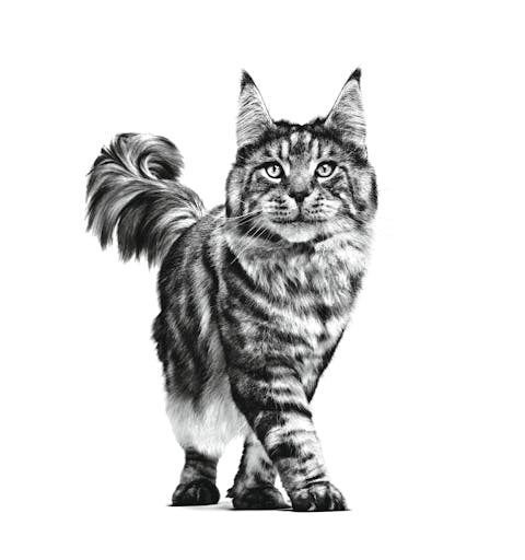 Royal Canin Veterinary Diet Renal Support T Canned Cat Food, 3oz - 172pets.com