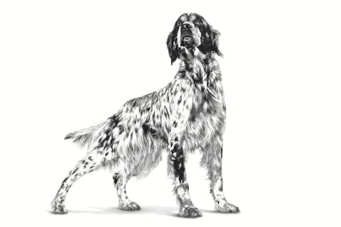 Royal Canin Veterinary Diet Early Cardiac Dry Dog Food - 172pets.com